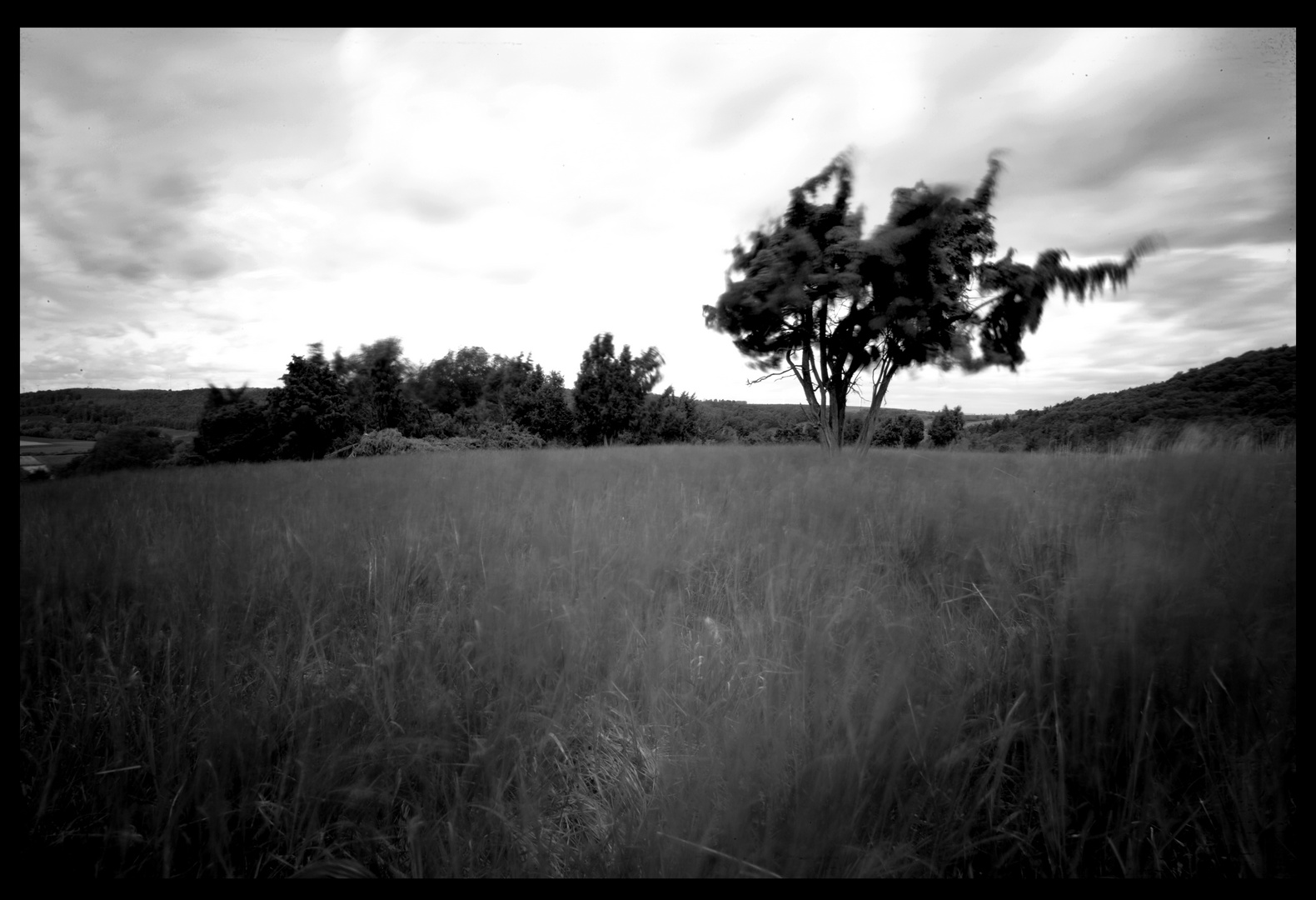 Wind und Baum