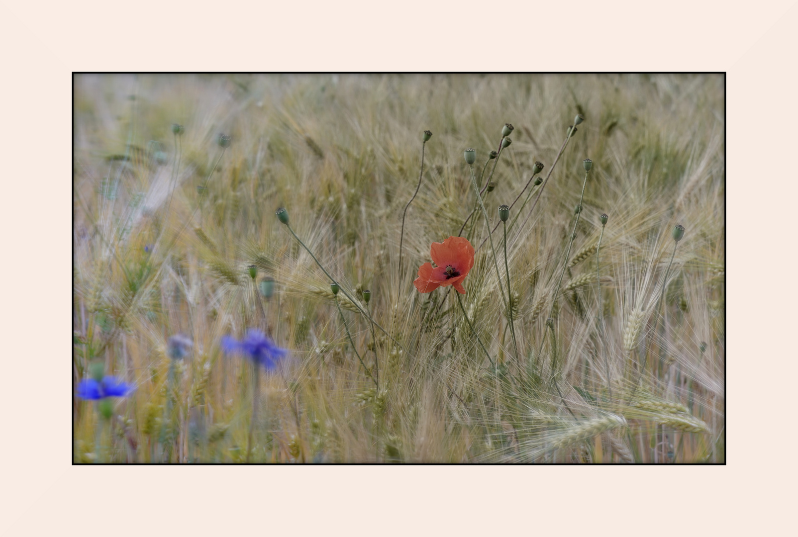 Wind und Feld und Blume und