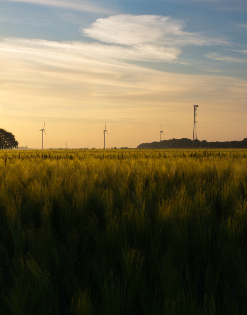 Wind und Korn