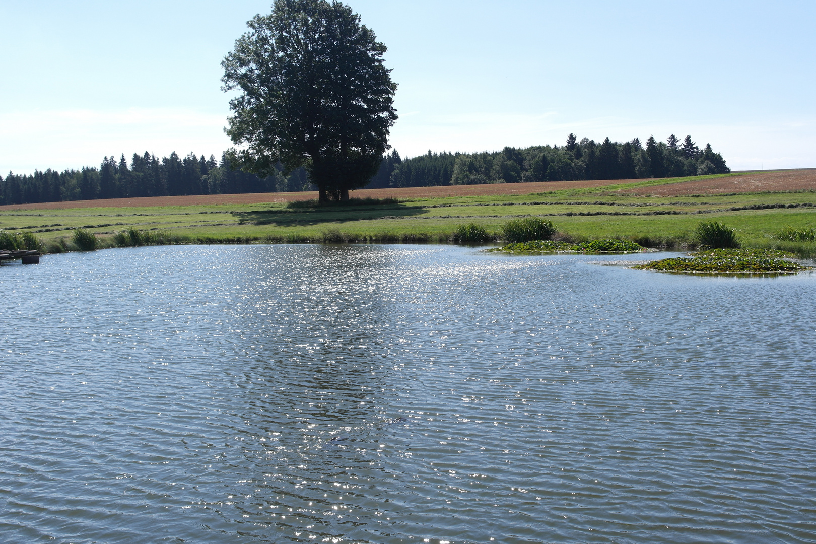 WIND und Seerosen im Silbersee