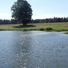 WIND und Seerosen im Silbersee