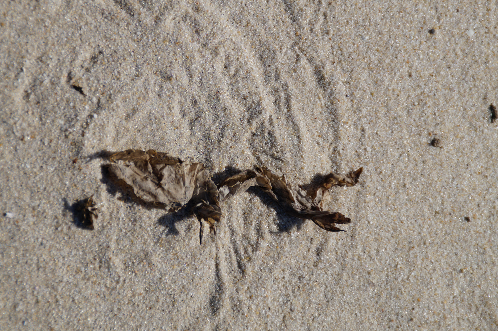 Wind und Seetang malen im Sand