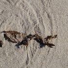 Wind und Seetang malen im Sand