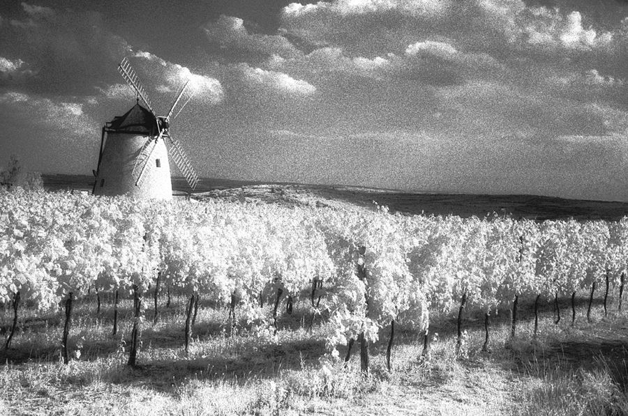 Wind und Wein von Peter