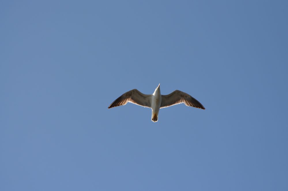 Wind unter den Flügeln