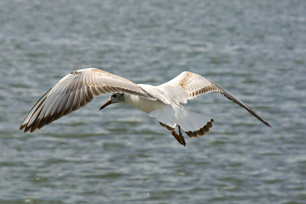 Wind unter den Flügeln