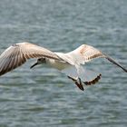 Wind unter den Flügeln