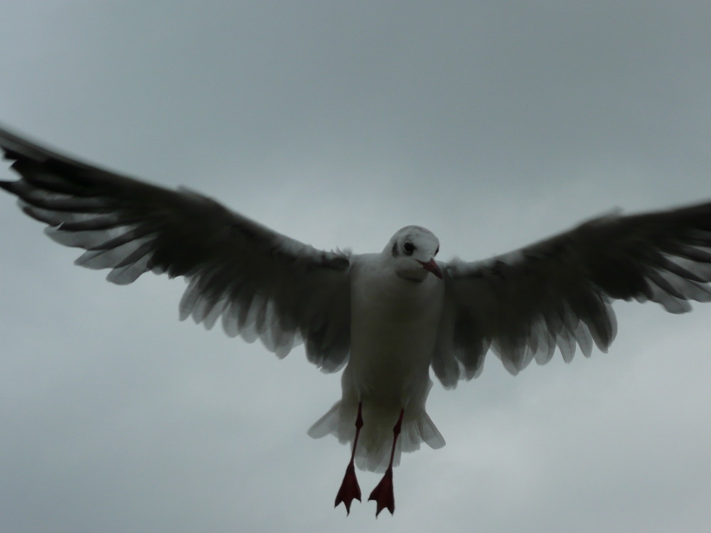 Wind unter den Flügeln