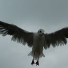 Wind unter den Flügeln