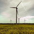 Wind- vs. Bioenergie