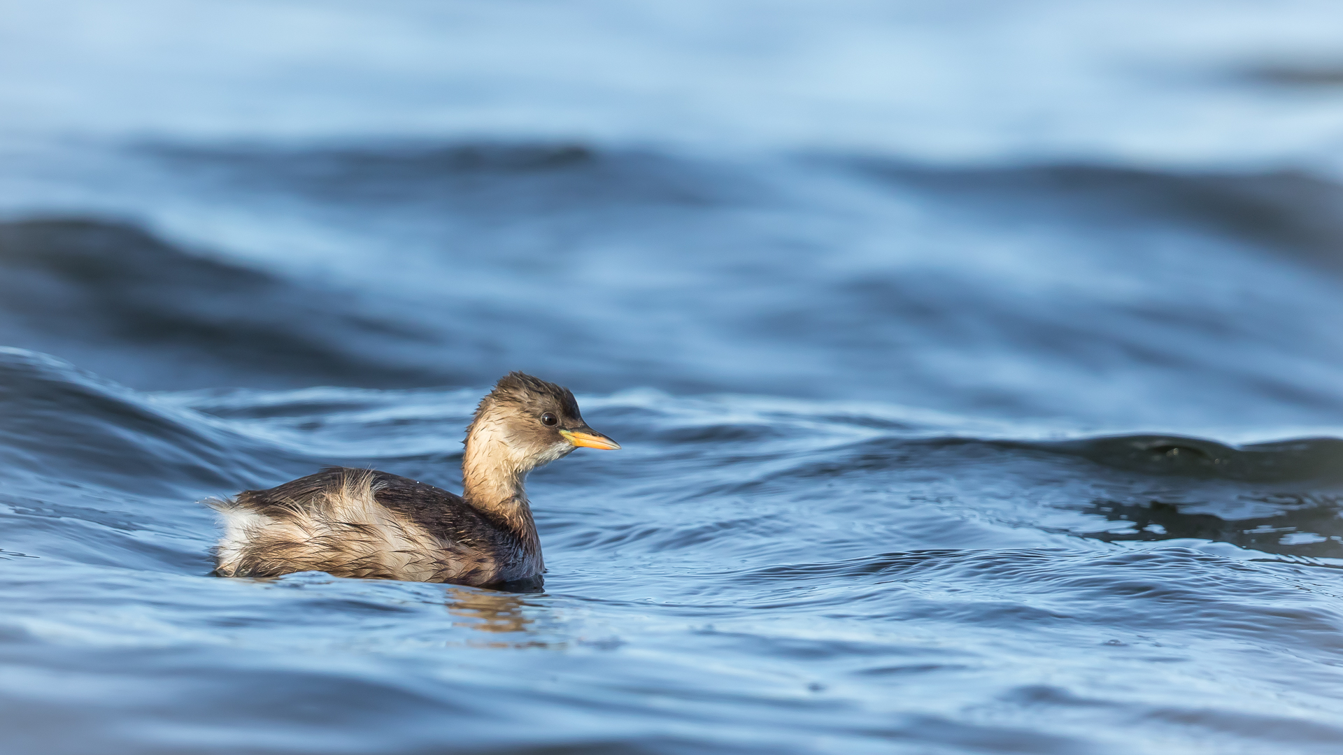 Wind - Wellen und ein Zwergtaucher