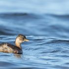 Wind - Wellen und ein Zwergtaucher