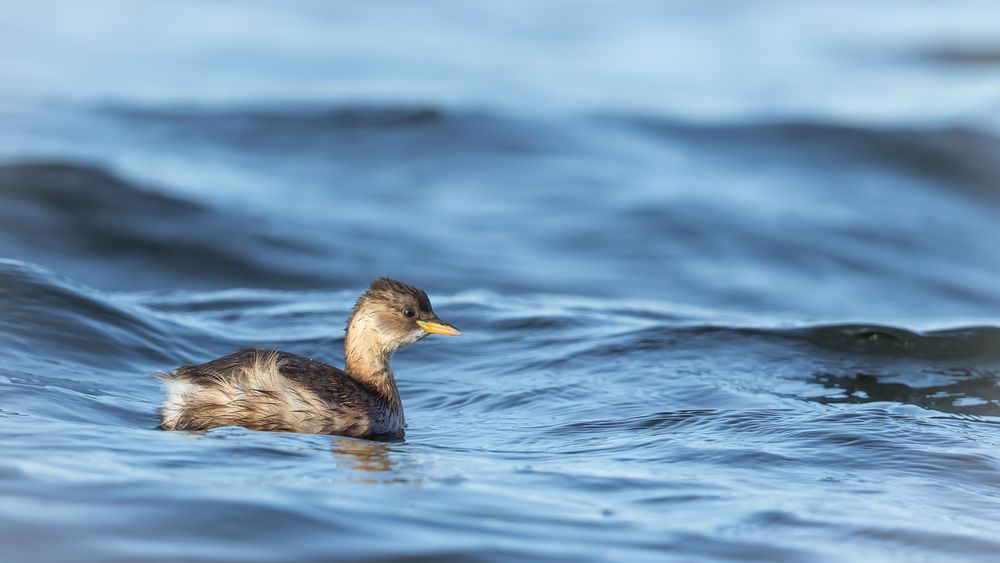 Wind - Wellen und ein Zwergtaucher