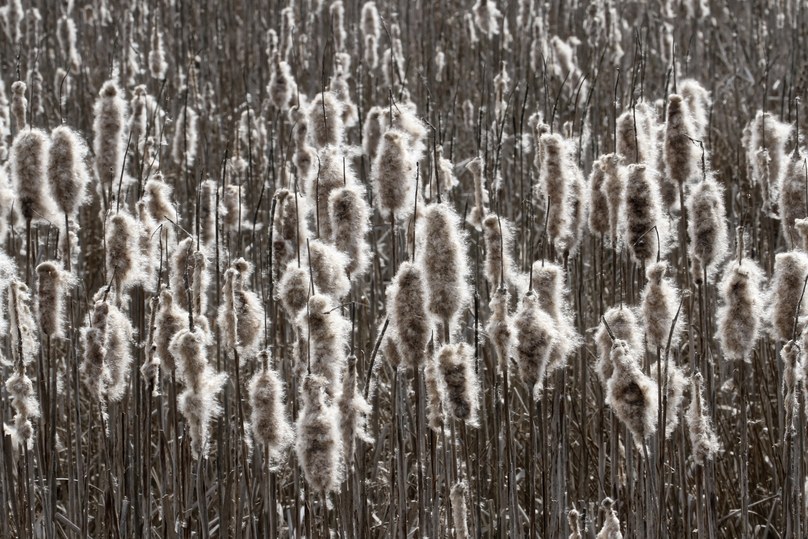 wind-zerzauste Rohrkolben  -  bulrushes ruffled by the wind