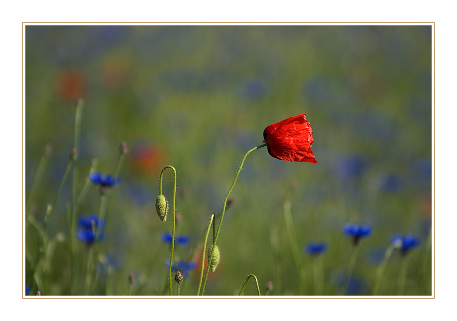 Wind#3-vom Winde verweht