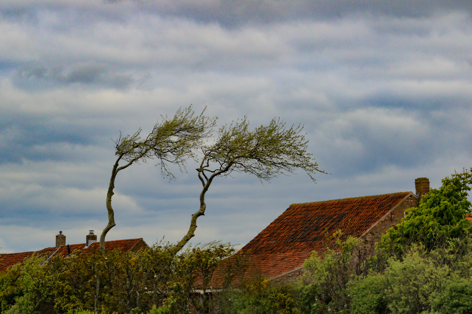 Windbäume