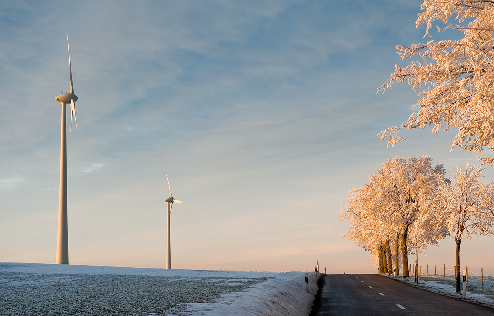 Windbäume