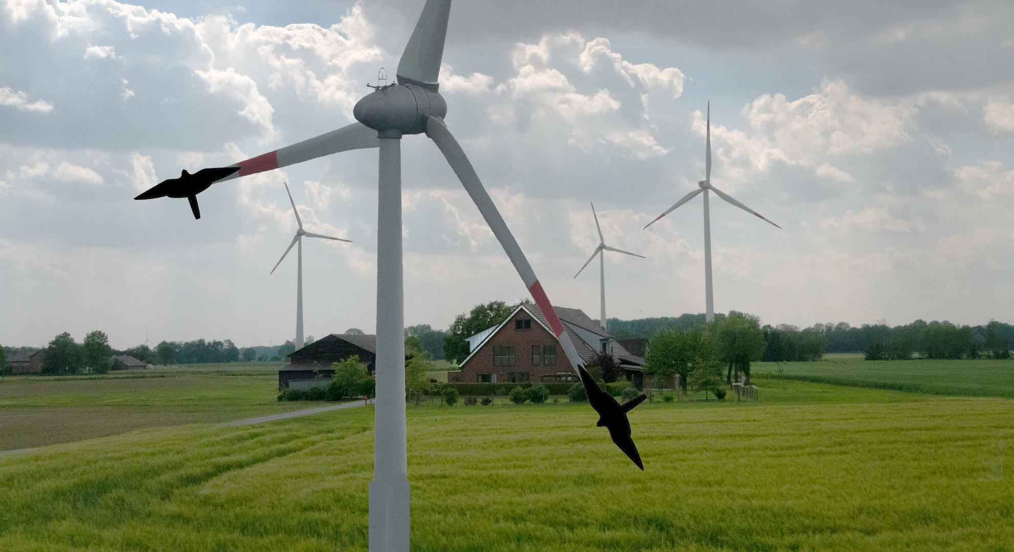 Windbauer und seine Amsel.