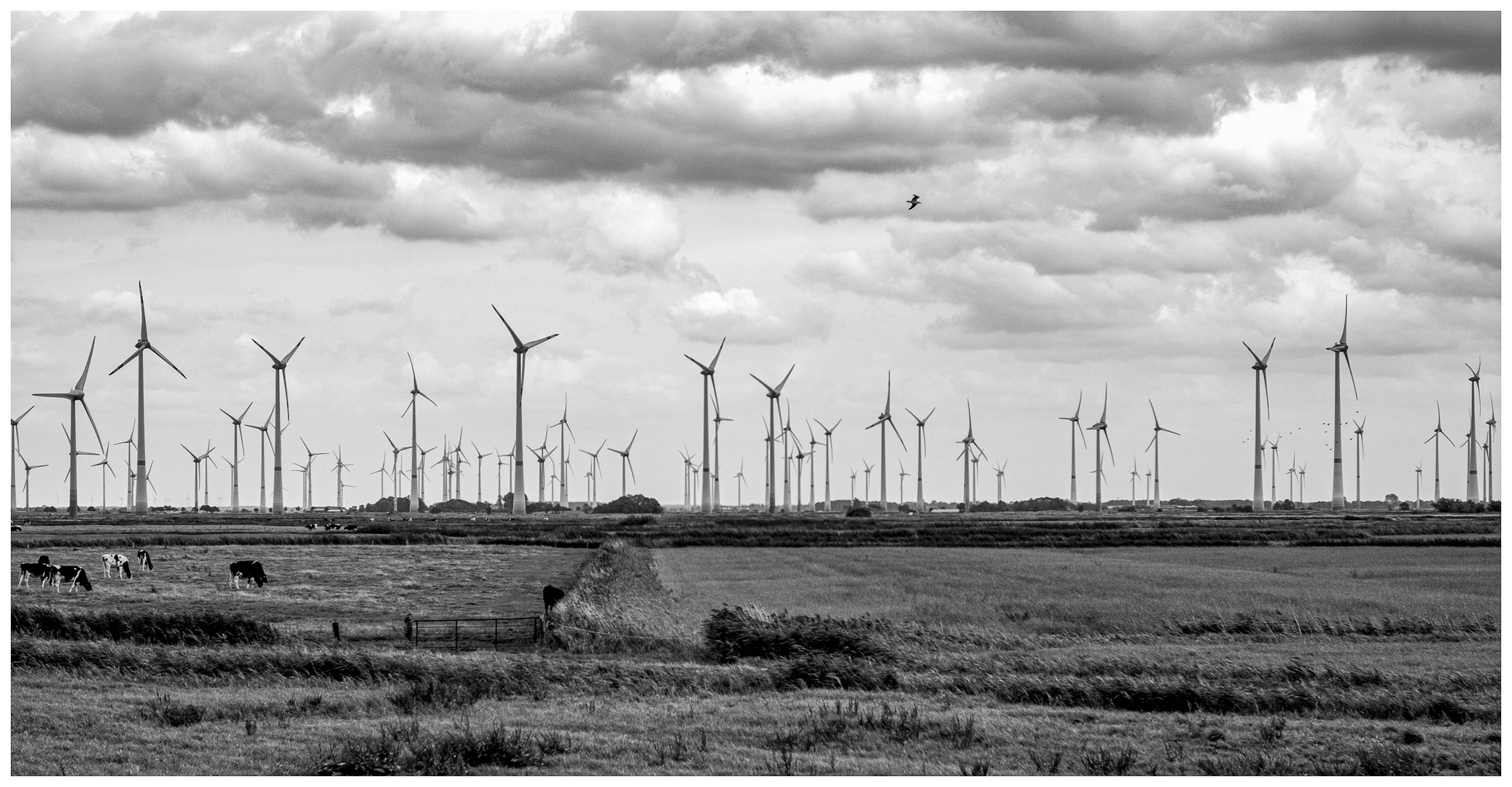 Windbauern