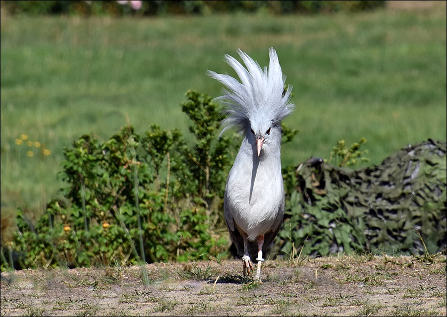 Windböen ? Die Frisur sitzt ...