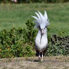 Windböen ? Die Frisur sitzt ...