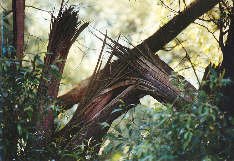 Windbruch von Dirk Schröder