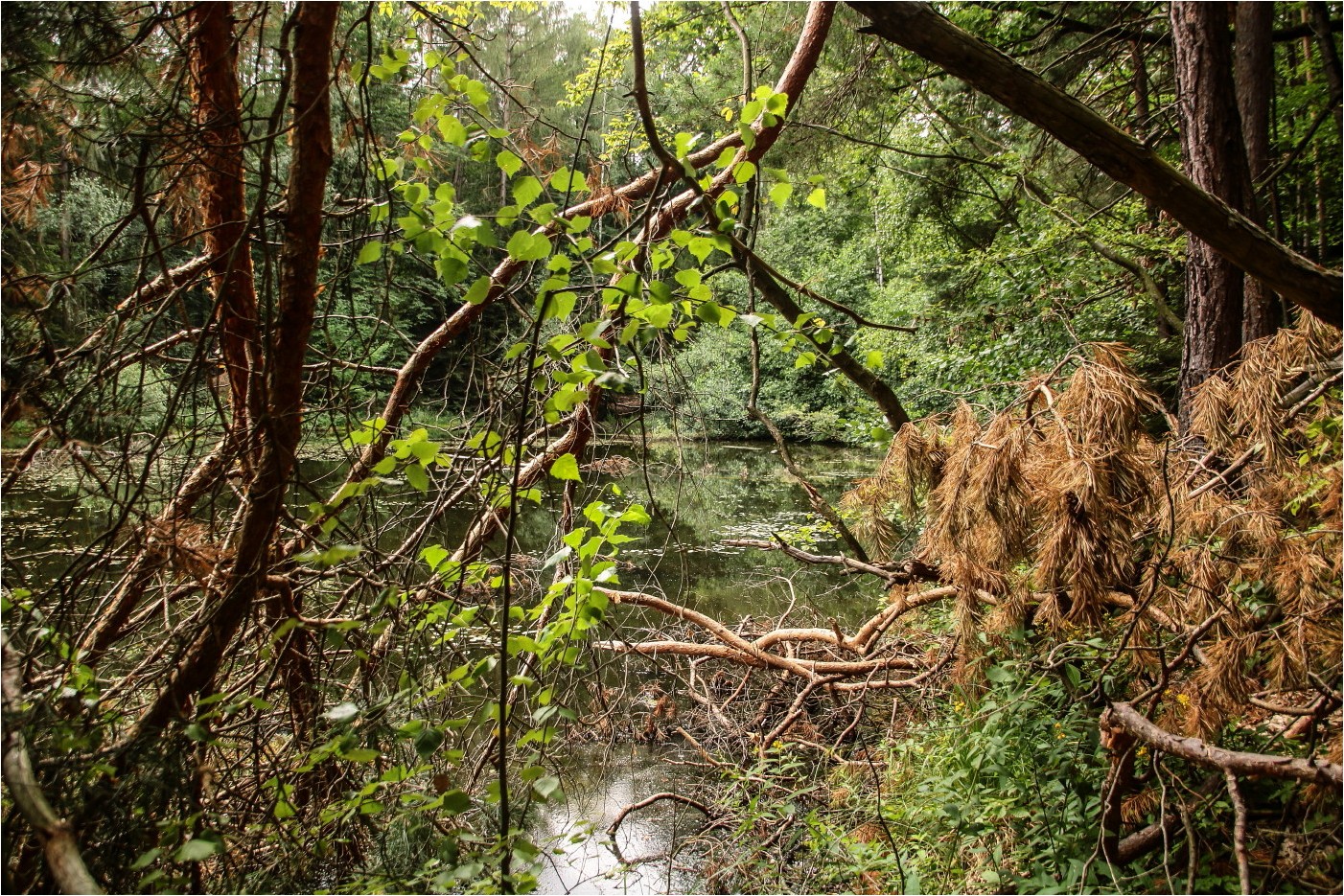 Windbruch am Schwarzen Teich Foto & Bild art, world, spezial Bilder