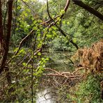 Windbruch am Schwarzen Teich