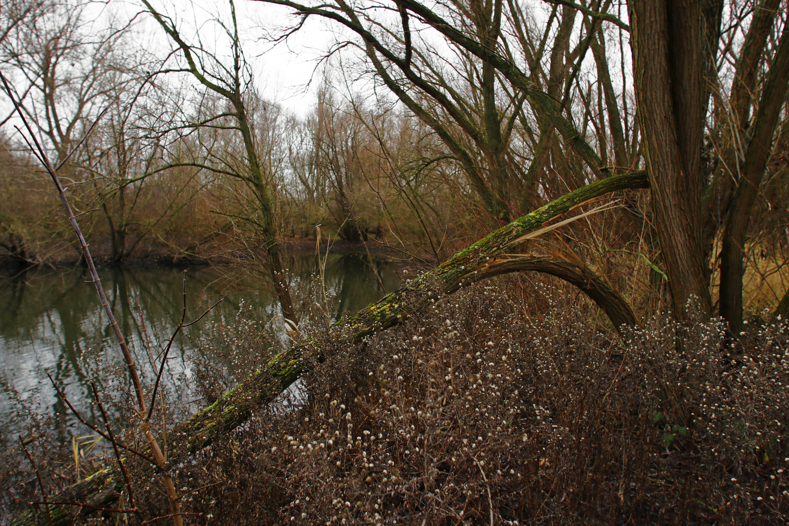 Windbruch am Untersee