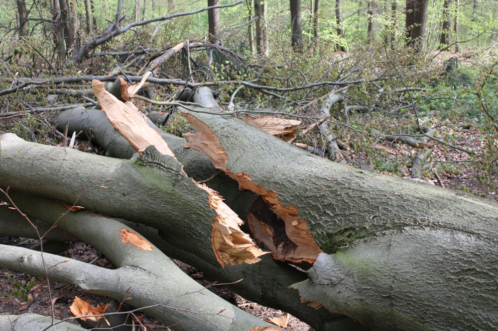 Windbruch direkt am Weg