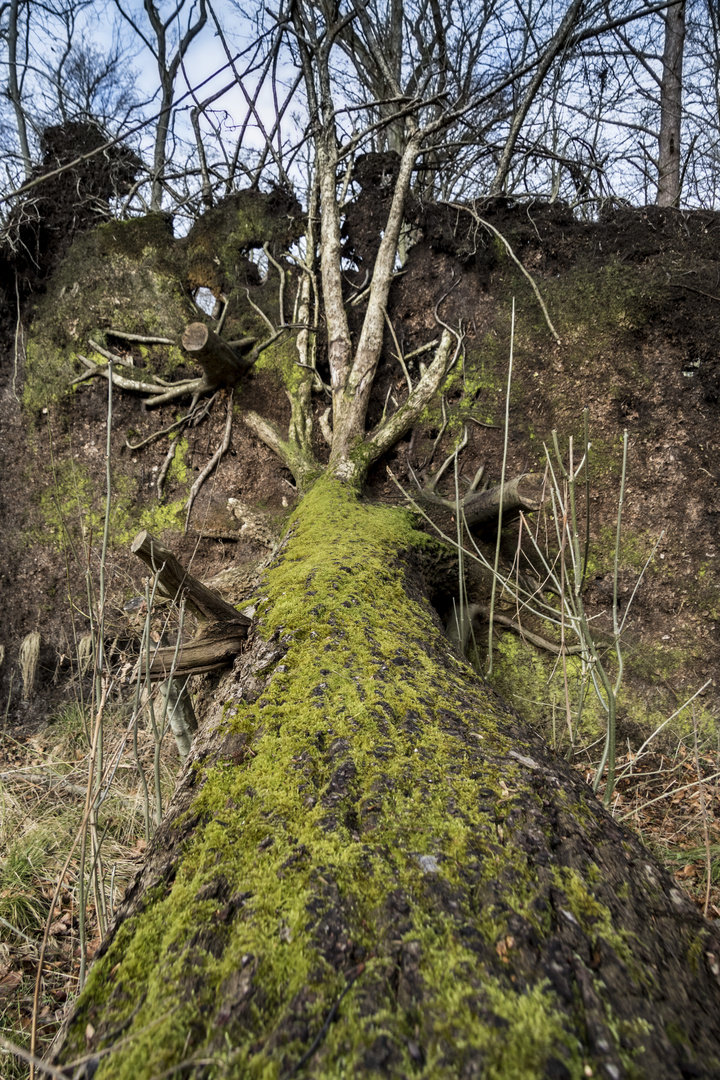 Windbruch im Darsswald