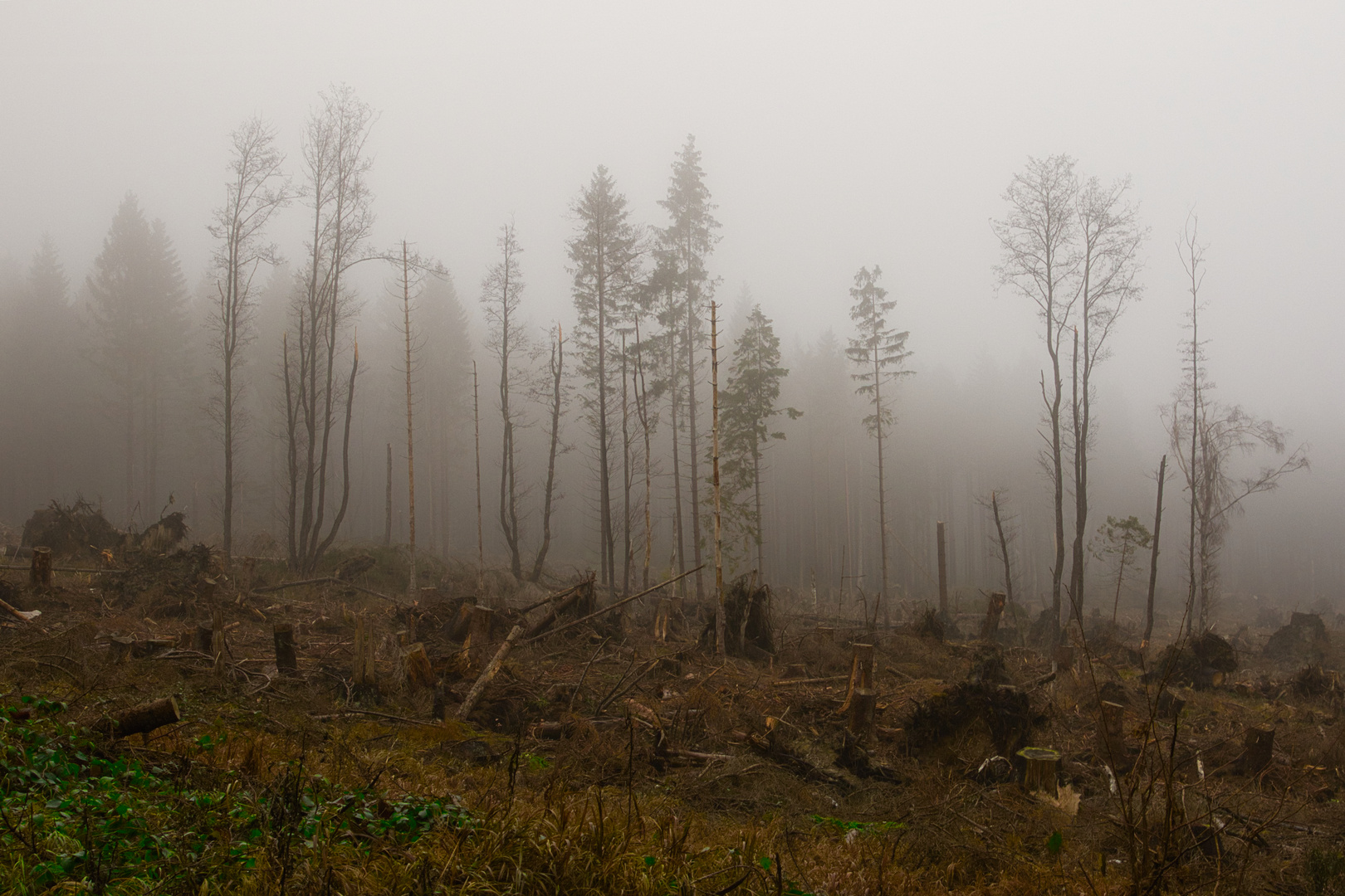 Windbruch im Harz