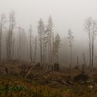 Windbruch im Harz