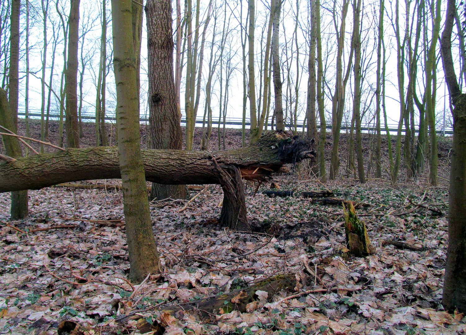 Windbruch im kleinen Pappelwald ...