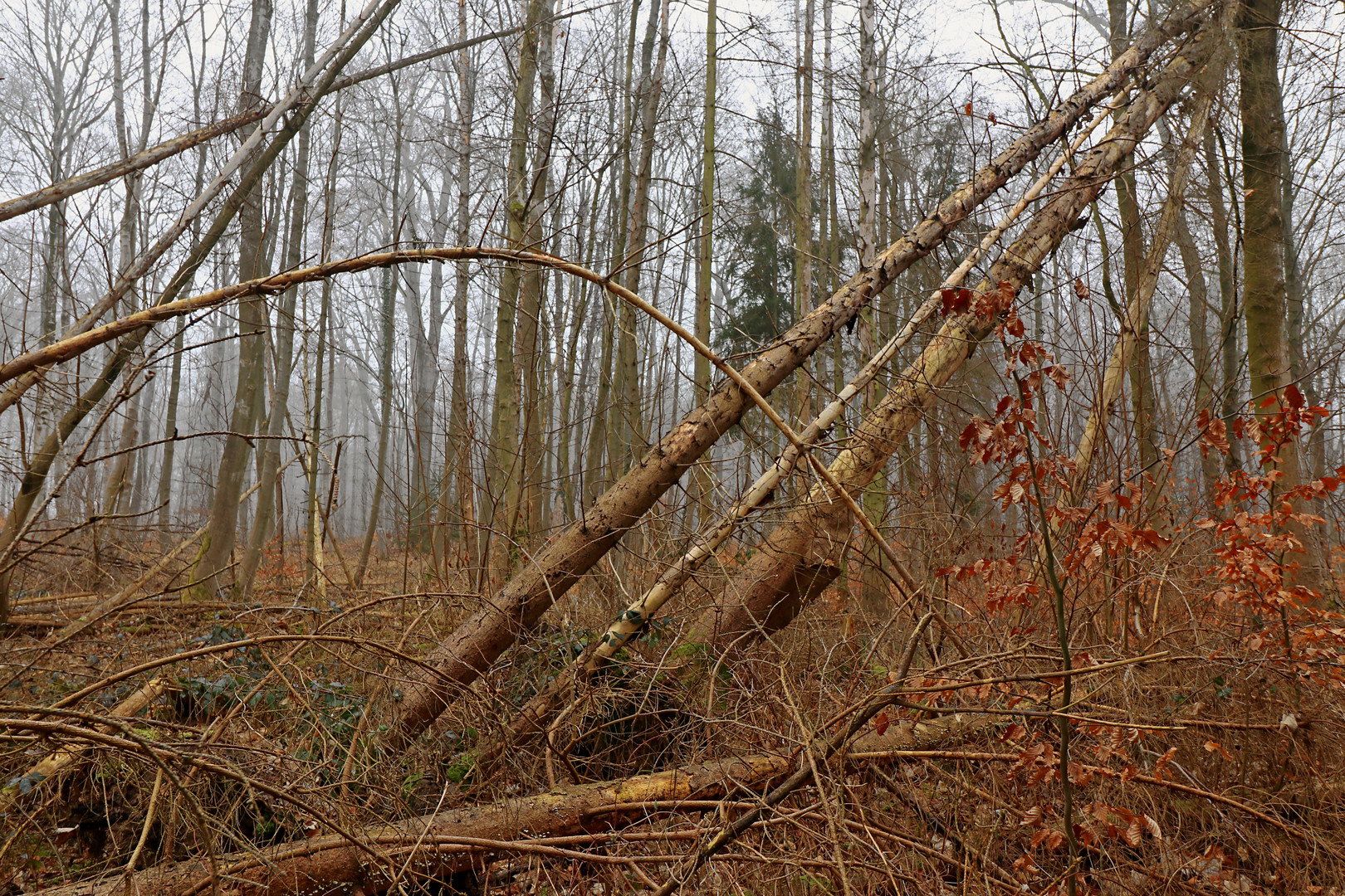 Windbruch im Ölper Holz