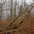 Windbruch im Ölper Holz