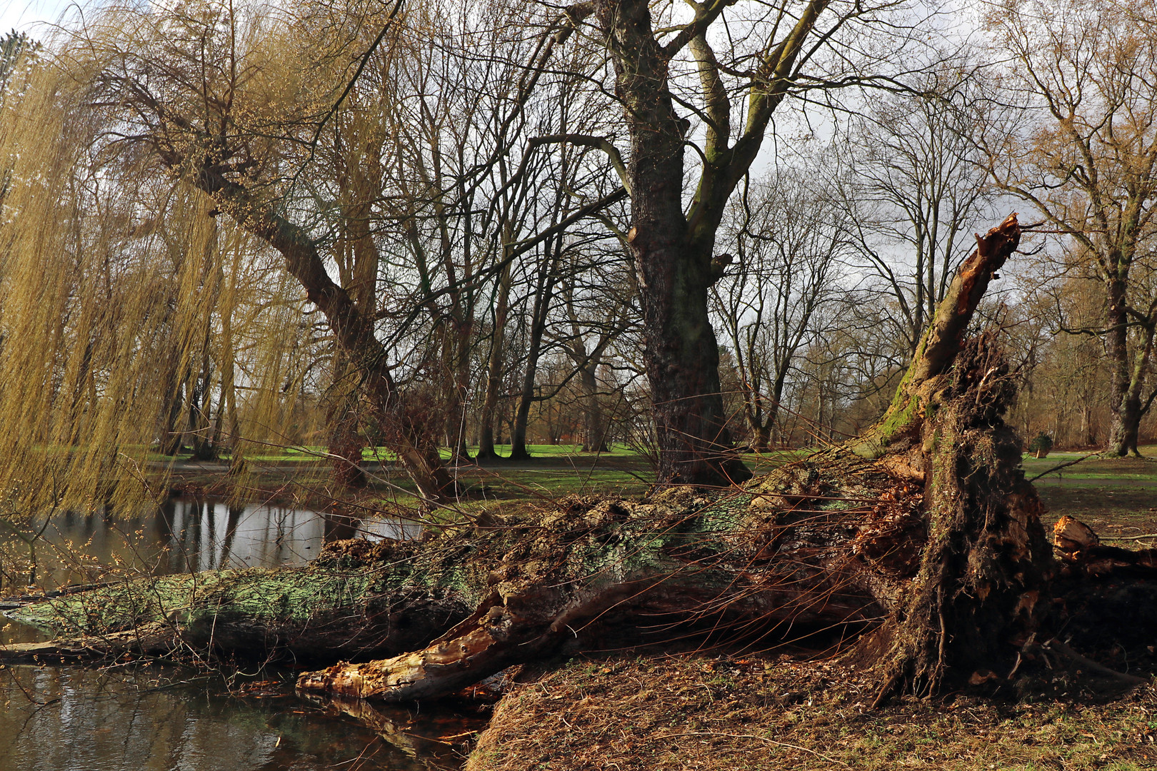 Windbruch im Park