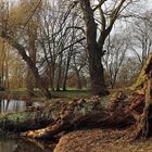 Windbruch im Park