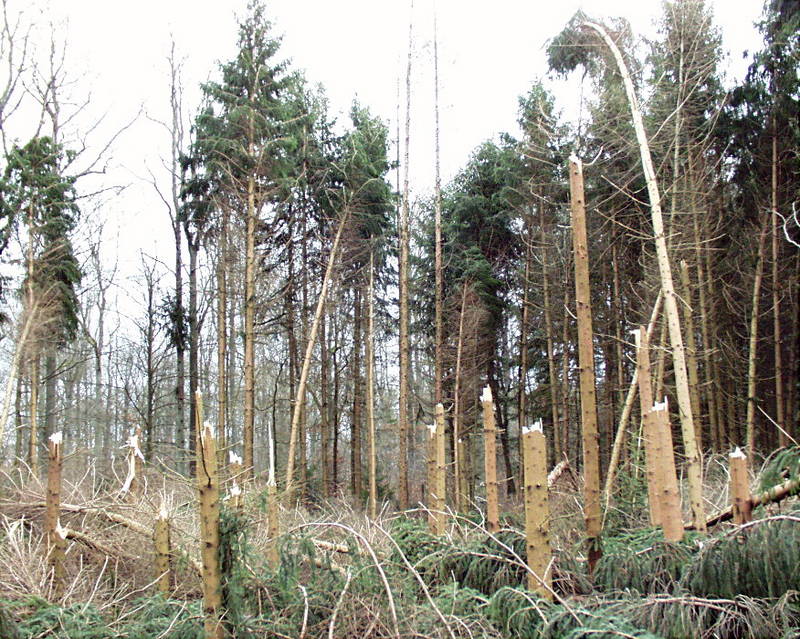 Windbruch im Urleswald ...