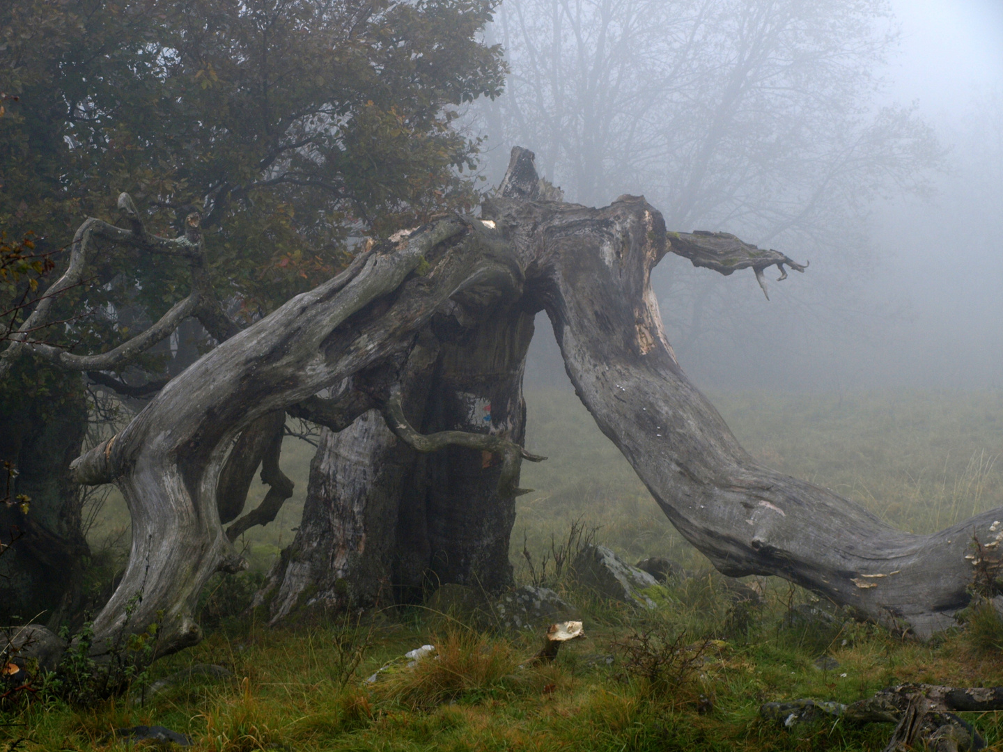 Windbruch mit Nebel