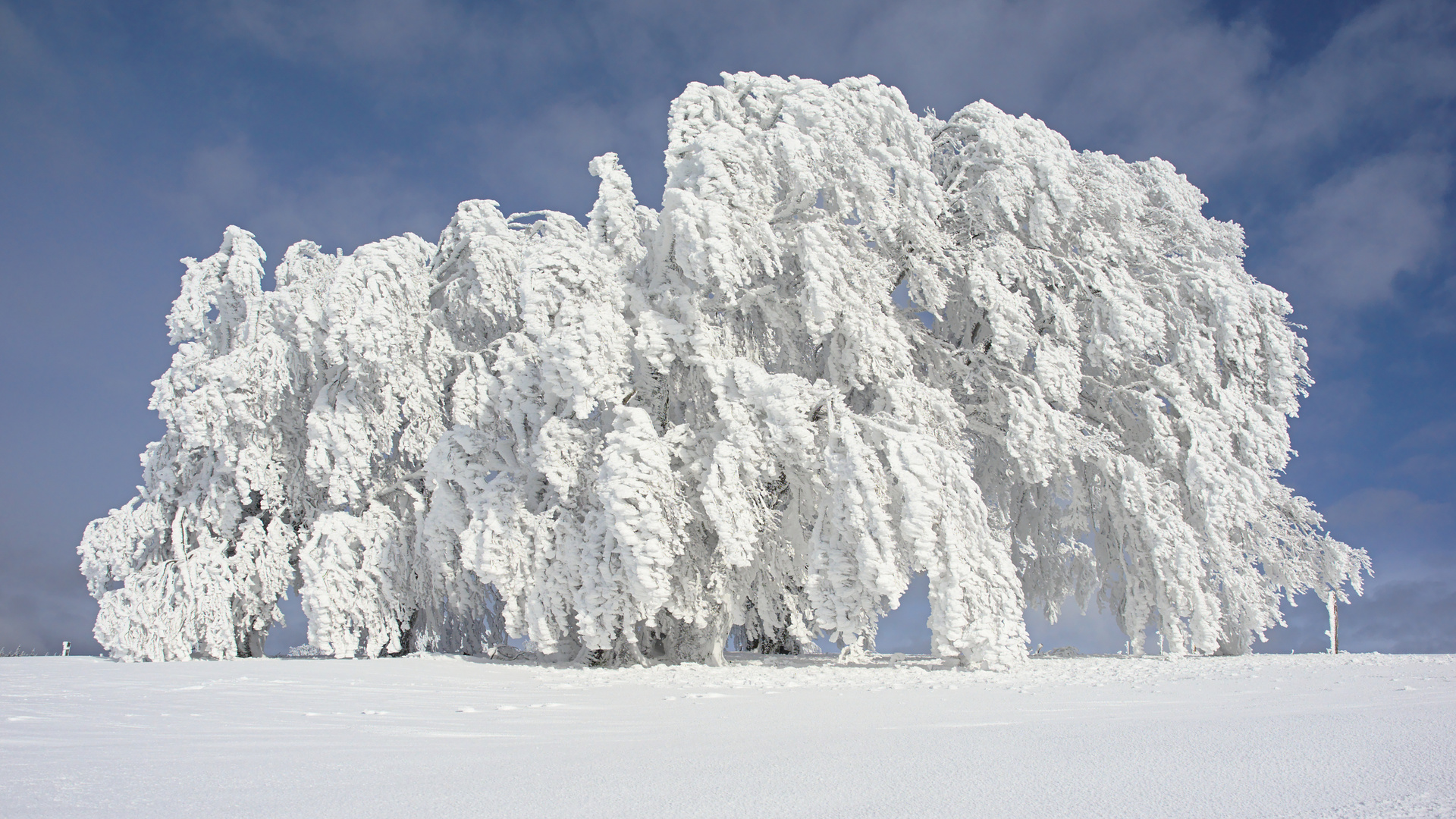 Windbuche am Schauinsland (Schwarzwald)