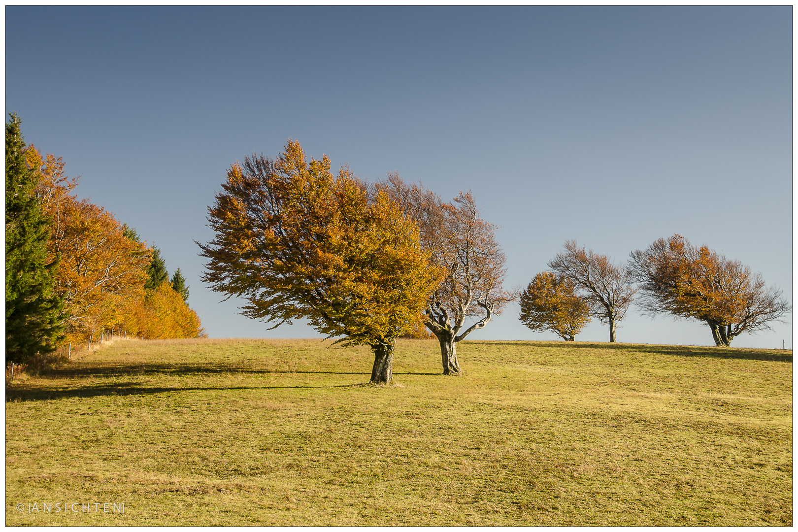 [windbuche - herbst I]