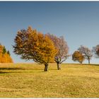 [windbuche - herbst I]