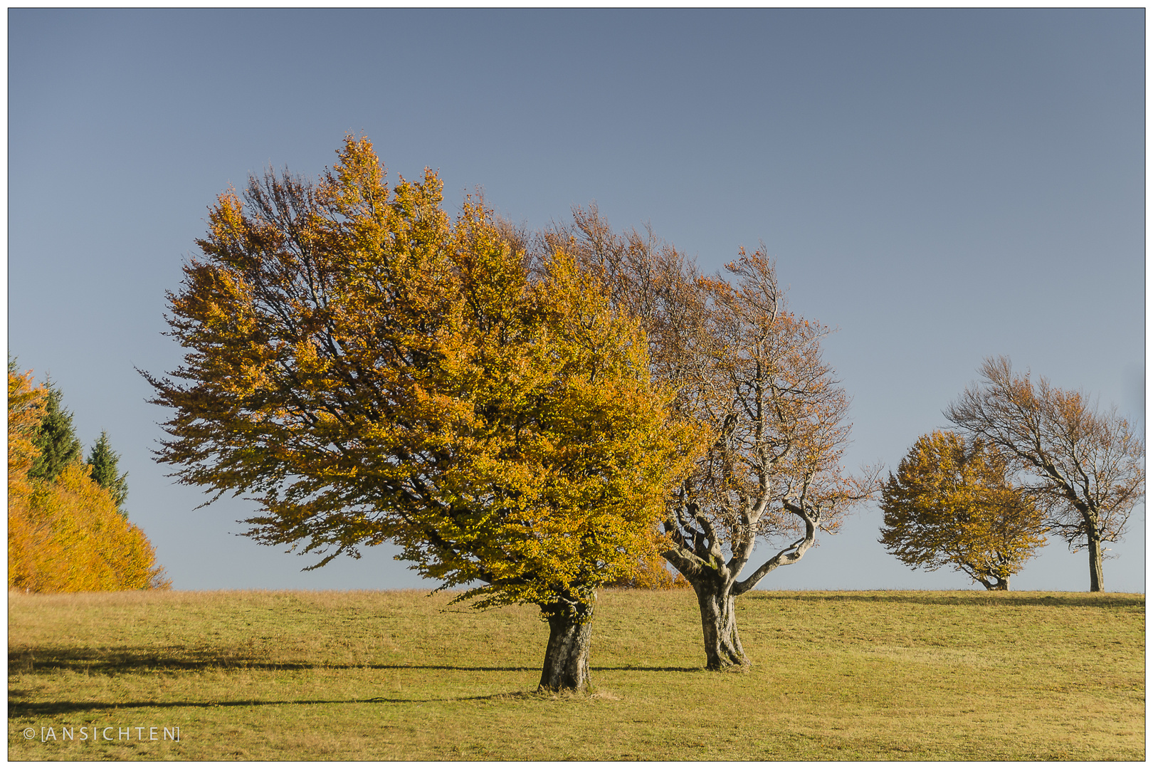 [windbuche - herbst II]