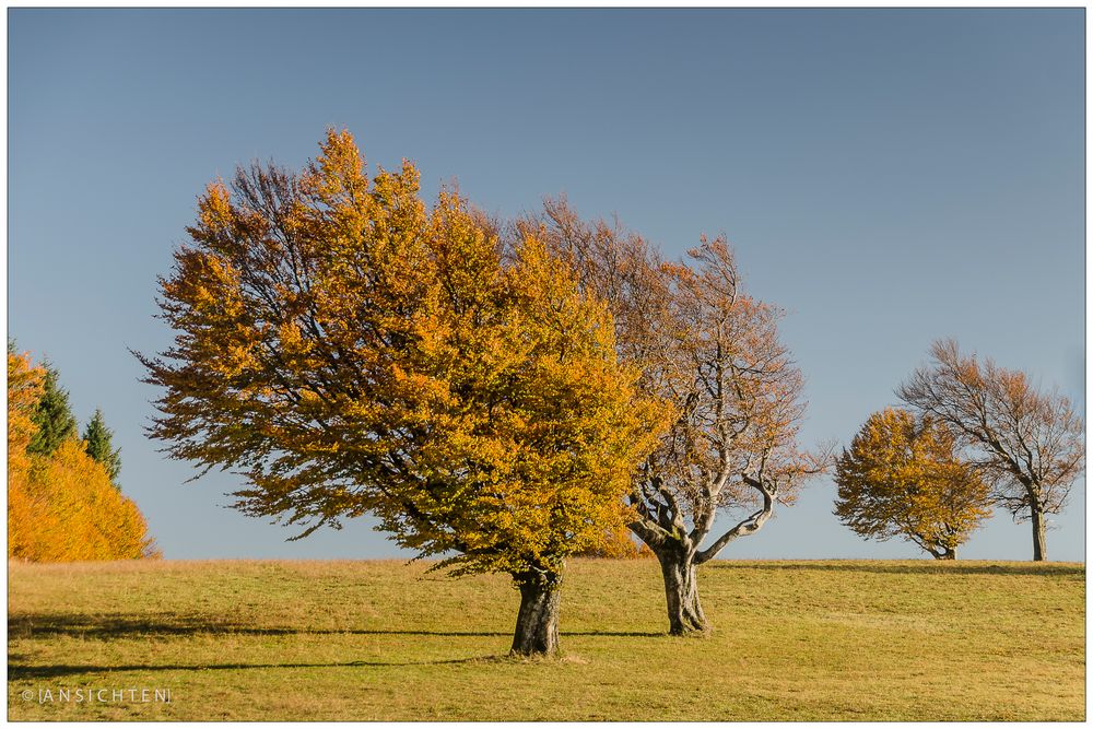 [windbuche - herbst II]