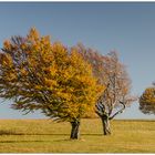 [windbuche - herbst II]