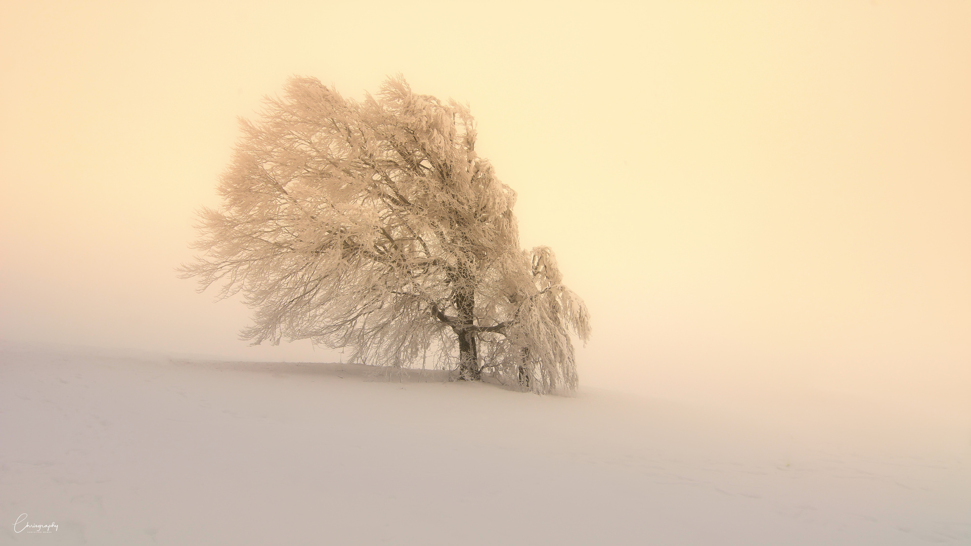 Windbuche im Winternebel