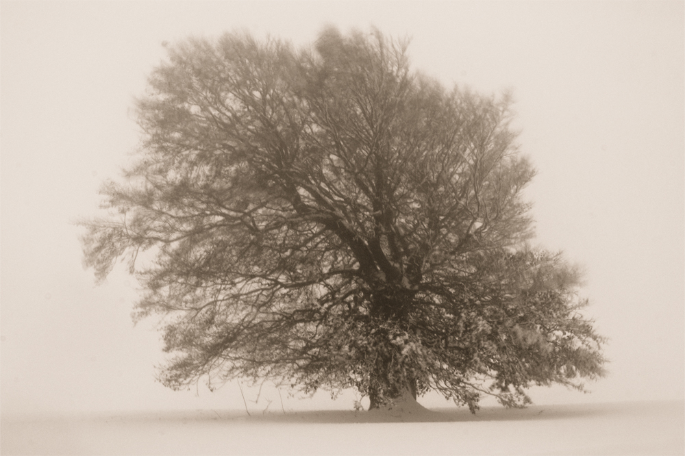 Windbuche Schauinsland