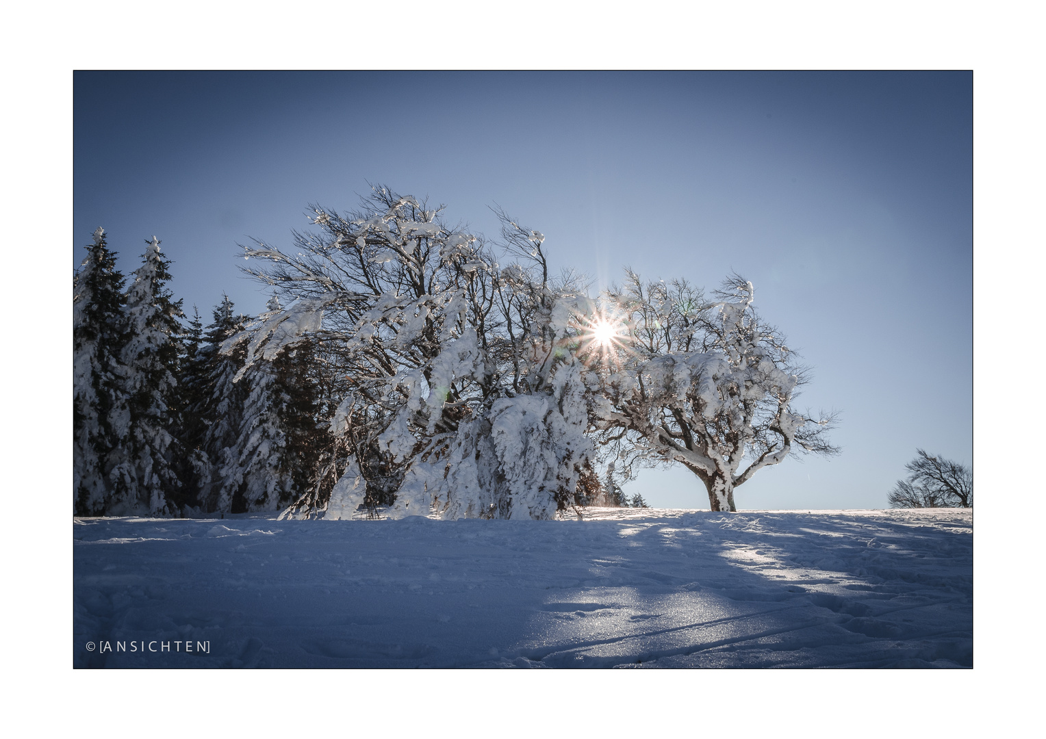 Windbuchen 007 /*/