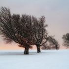 Windbuchen